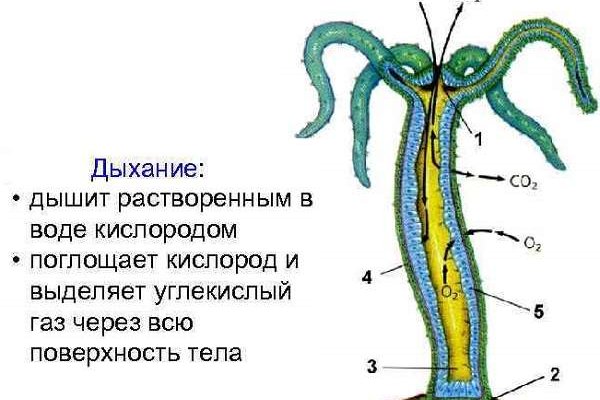 Ссылки в тор